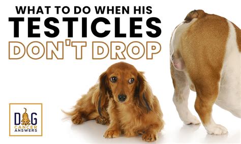 vet wrong about dropped teste|retention of testicles in dogs.